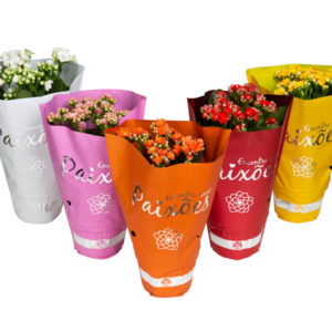 VASO CALANDIVA P11 PAIXOES