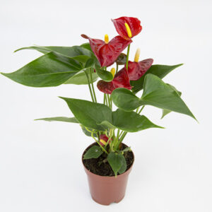 VASO ANTHURIUM P09 VARIADO