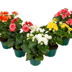 VASO BEGONIA P11