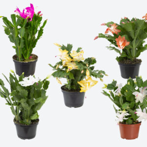 VASO FLOR DE MAIO P11