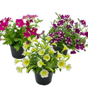 VASO PETUNIA P15 ESPECIAL