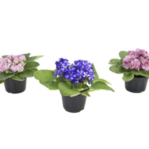 VASO VIOLETA P11
