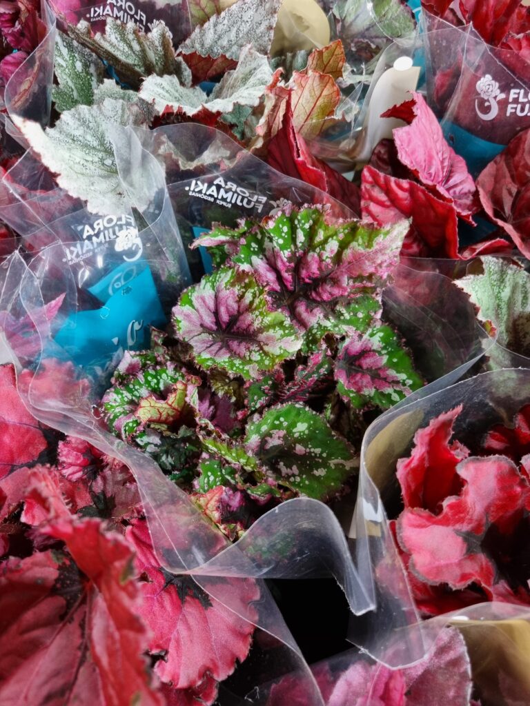 VASO BEGONIA P11 REX