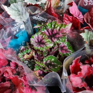 VASO BEGONIA P11 REX