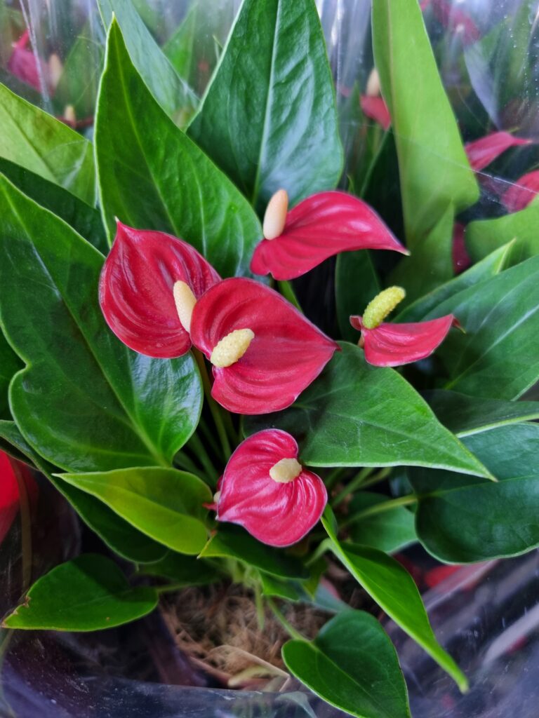 VASO ANTHURIUM P09 VERMELHO MILLION