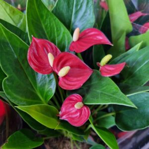 VASO ANTHURIUM P09 VERMELHO MILLION