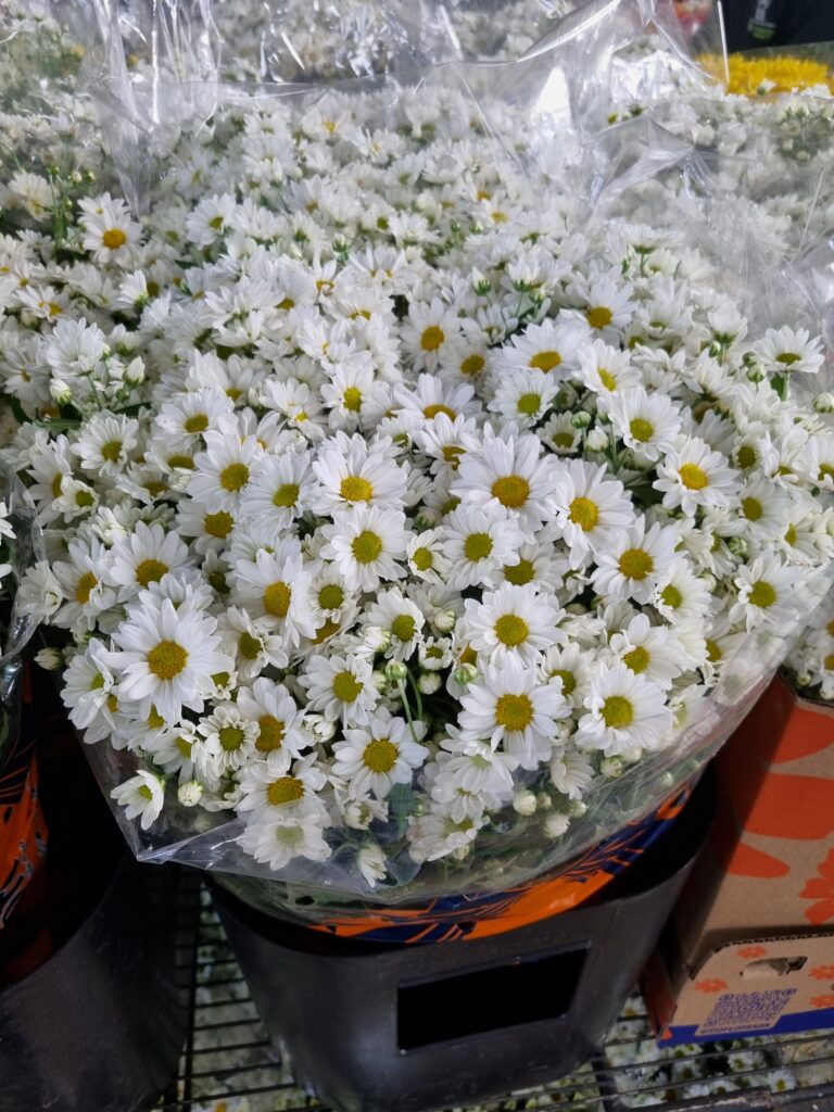 VASO CRISANTEMO P20 BOLA BELGA BRANCO