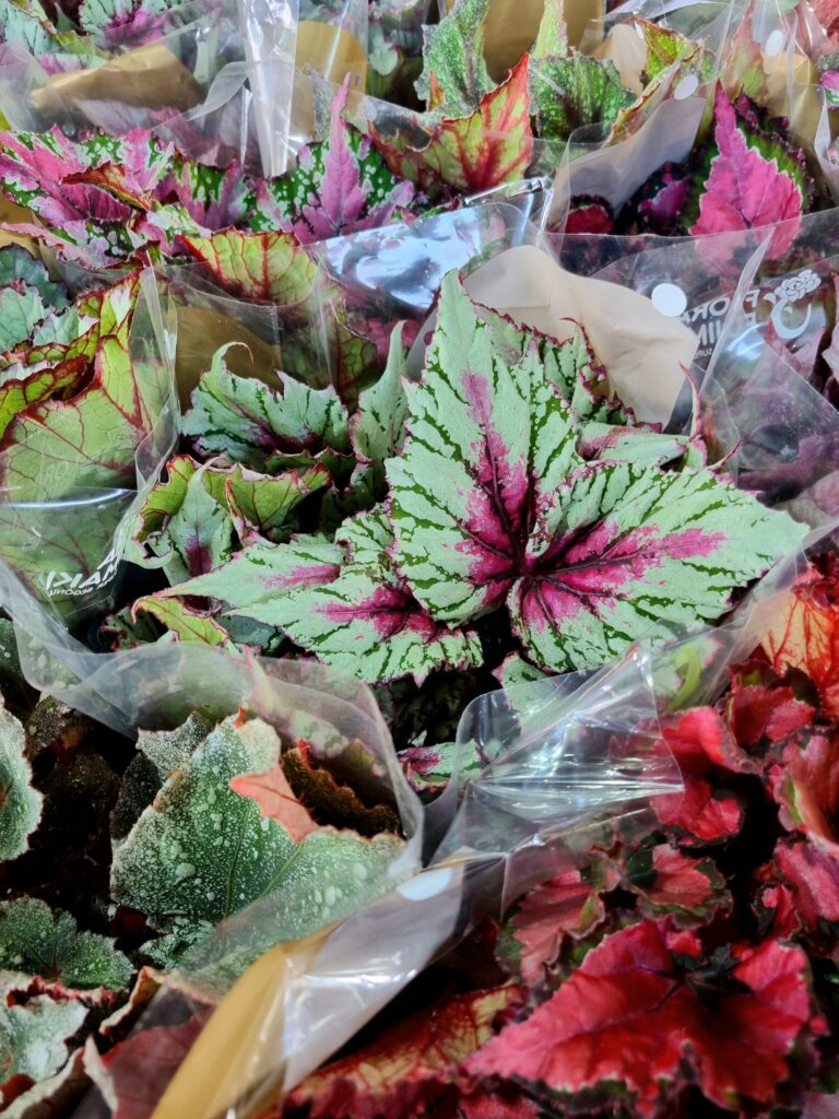 VASO BEGONIA P15 REX
