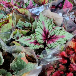 VASO BEGONIA P15 REX