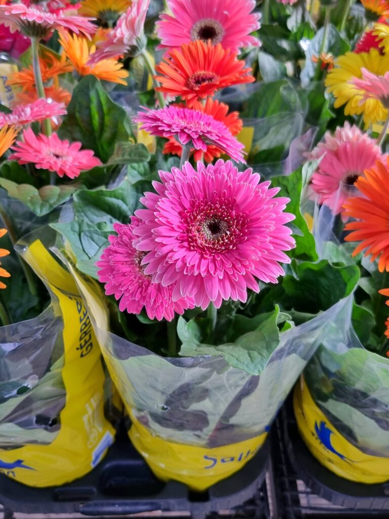 VASO GERBERA P14