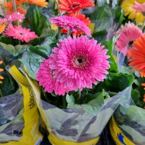 VASO GERBERA P14