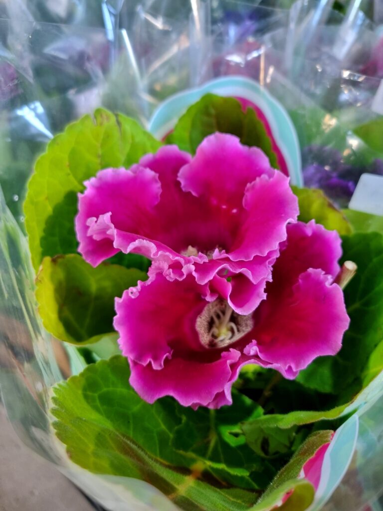VASO GLOXINIA P15
