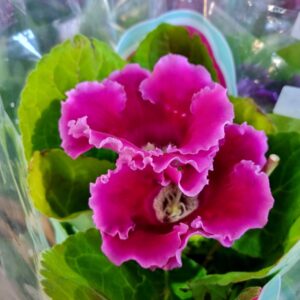 VASO GLOXINIA P15