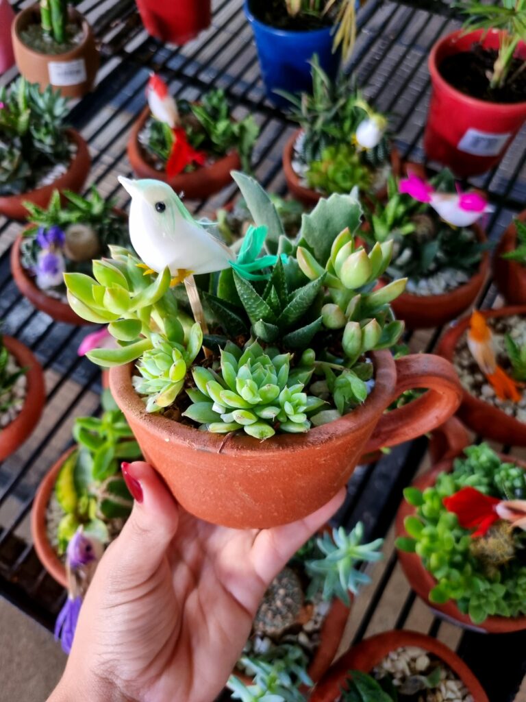 VASO COQUETEL SUCULENTA XICARA P
