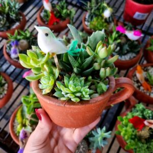 VASO COQUETEL SUCULENTA XICARA P
