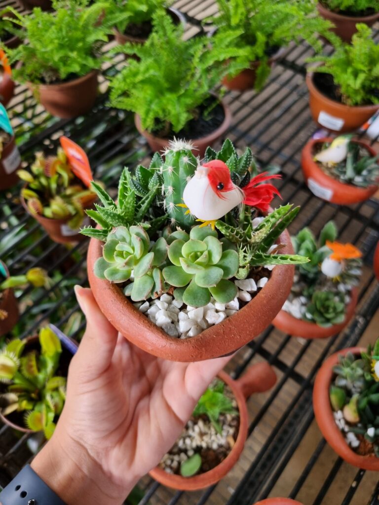 VASO COQUETEL SUCULENTA CORAÇÃO P