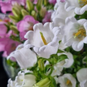 VASO CAMPANULA P15