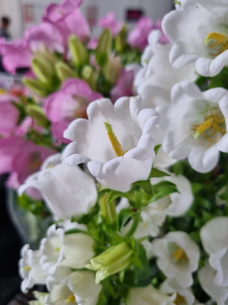 VASO CAMPANULA P15