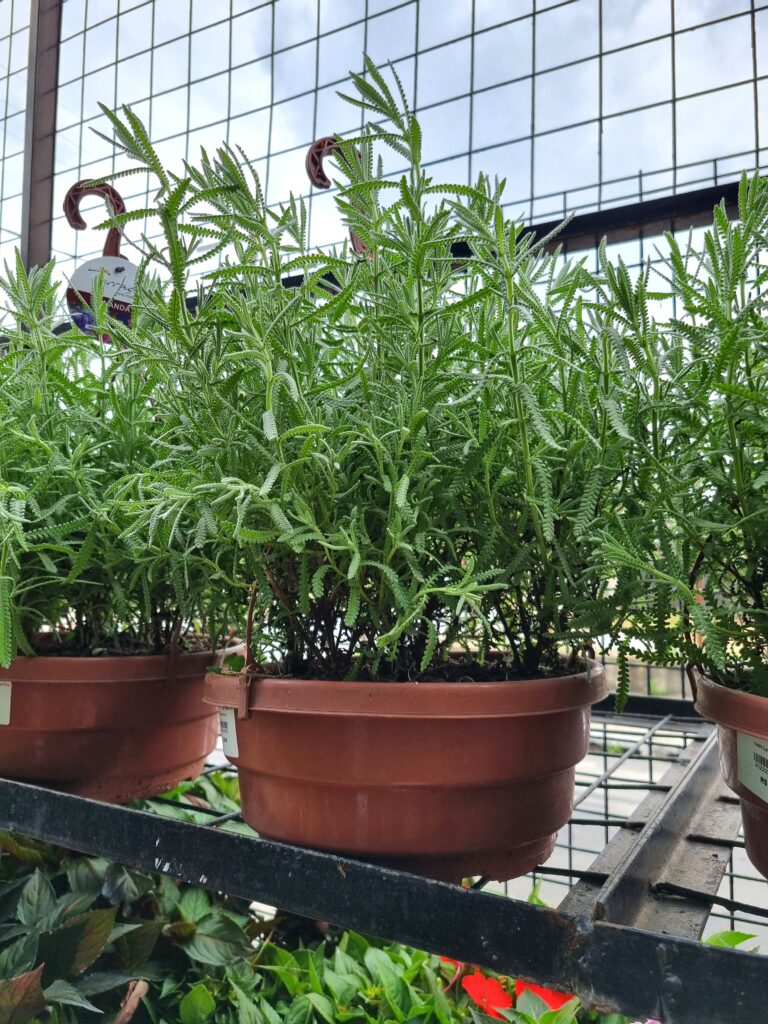 VASO LAVANDULA C25