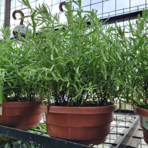 VASO LAVANDULA C25