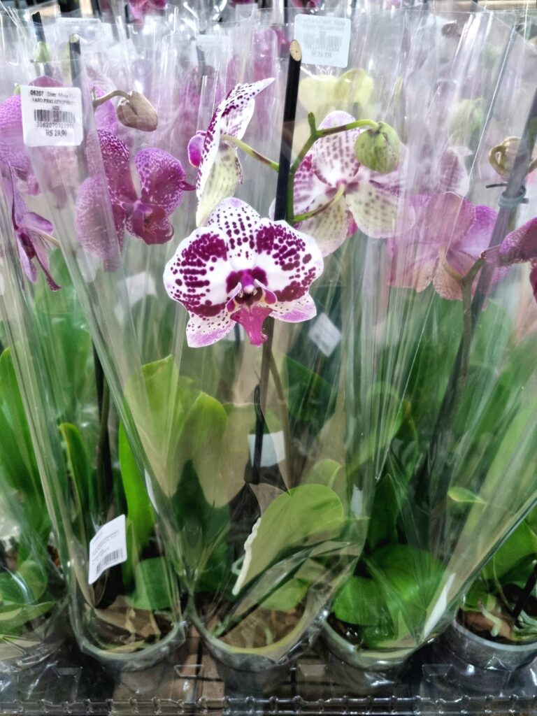 VASO PHALAENOPSIS P12 MIX