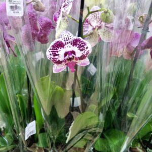 VASO PHALAENOPSIS P12 MIX