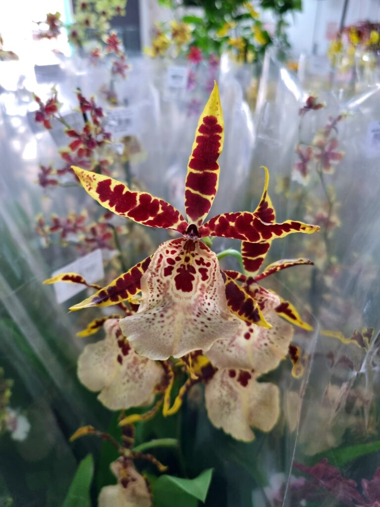 VASO ORQUIDEA ONCIDIUM P15