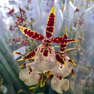 VASO ORQUIDEA ONCIDIUM P15