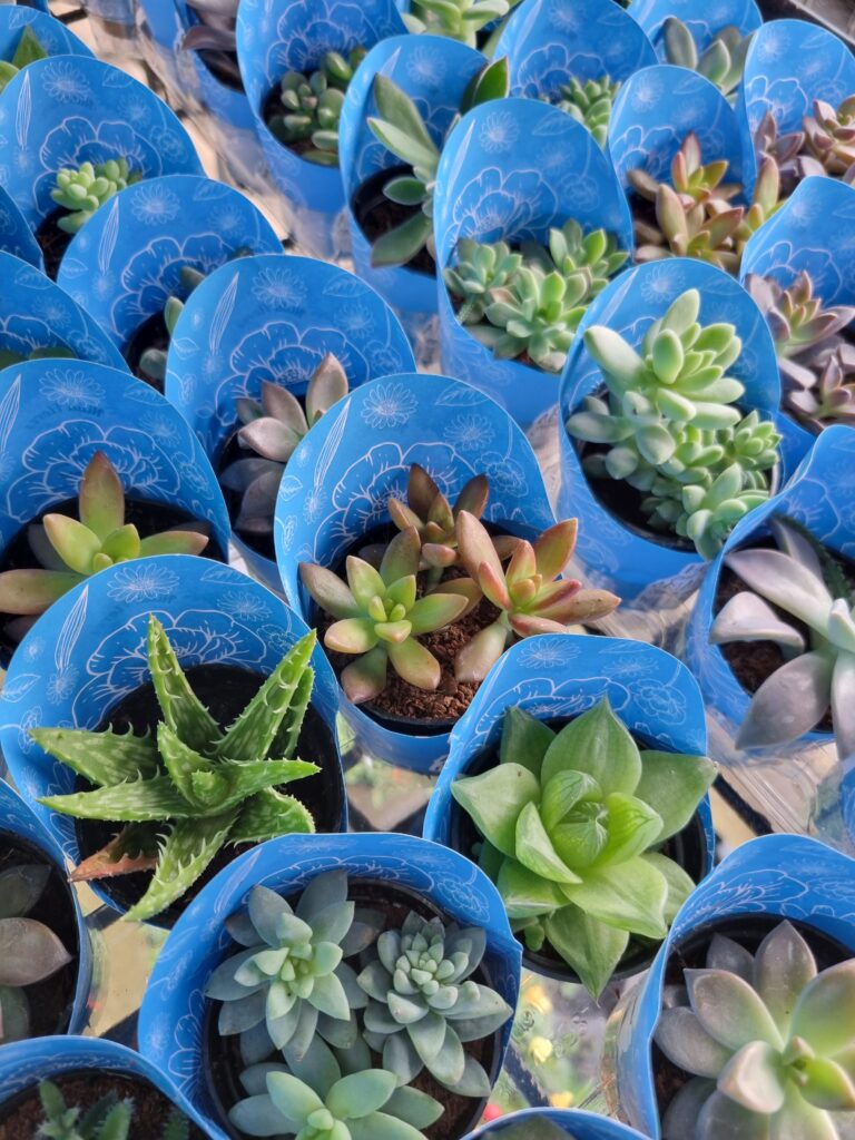 VASO SUCULENTA P06