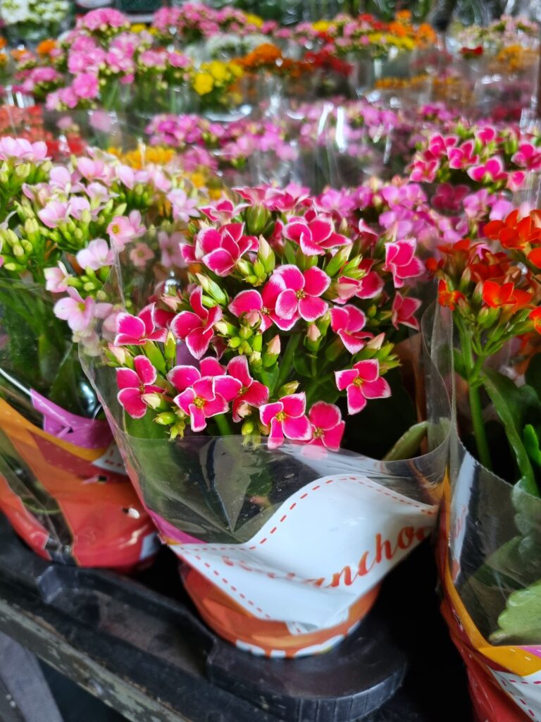 VASO KALANCHOE P11