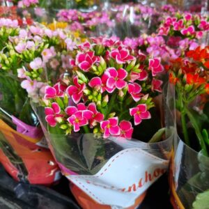 VASO KALANCHOE P11