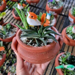 VASO COQUETEL SUCULENTA CACAROLA P