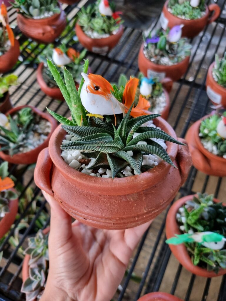VASO COQUETEL SUCULENTA CACAROLA P