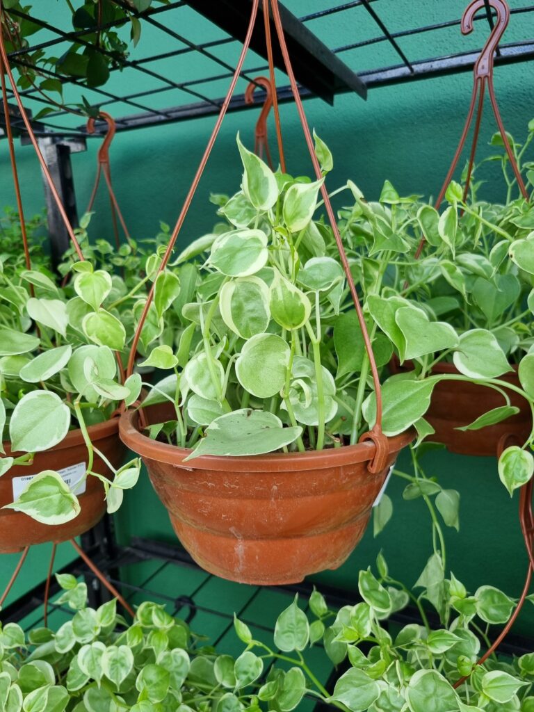 VASO PEPEROMIA SCANDENS C21