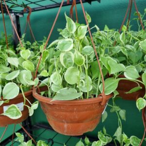 VASO PEPEROMIA SCANDENS C21 G