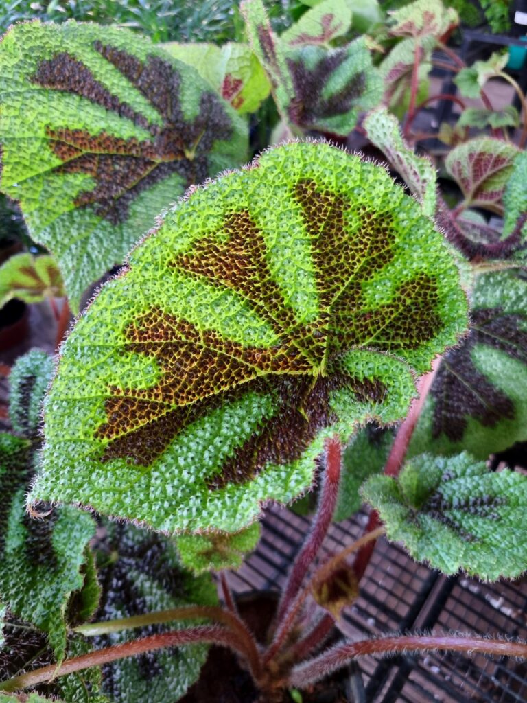 VASO BEGONIA P15 CRUZ DE FERRO