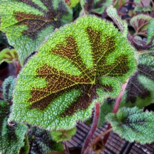 VASO BEGONIA P15 CRUZ DE FERRO