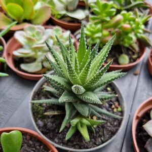 VASO SUCULENTA P11