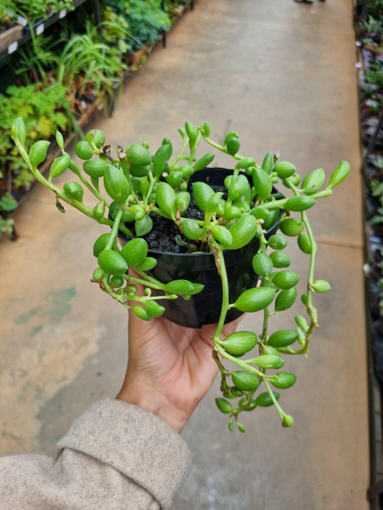 VASO SUCULENTA P11 COLAR DE MELANCIA