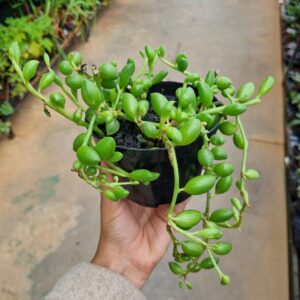 VASO SUCULENTA P11 COLAR DE MELANCIA