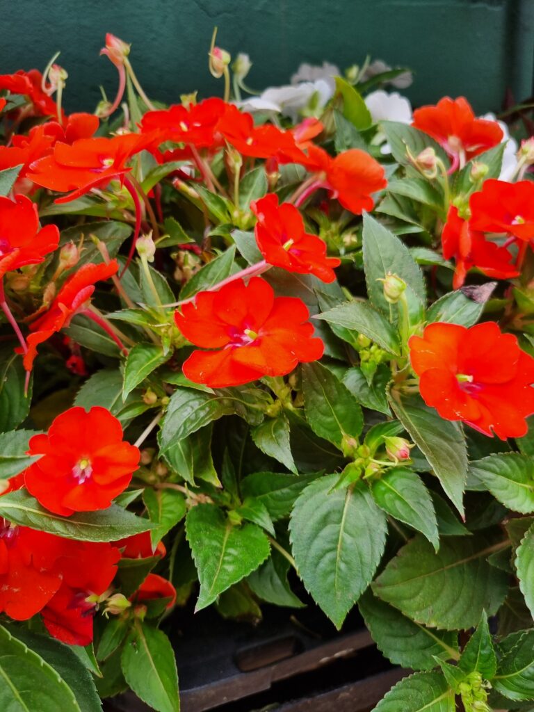 VASO SUNPATIENS P15