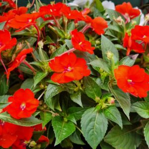 VASO SUNPATIENS P15