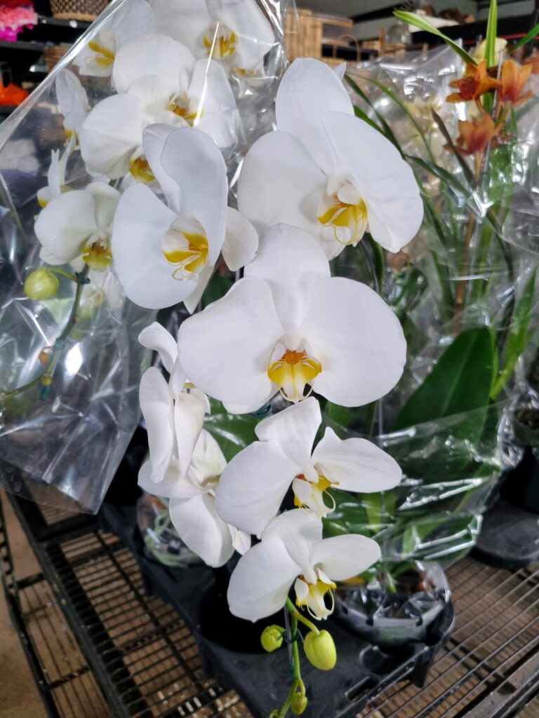 VASO PHALAENOPSIS P15 CASCATA