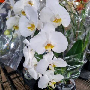 VASO PHALAENOPSIS P15 CASCATA