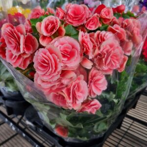 VASO BEGONIA P15