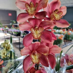 VASO CYMBIDIUM P18