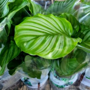 VASO CALATHEA P12 ORBIFOLIA