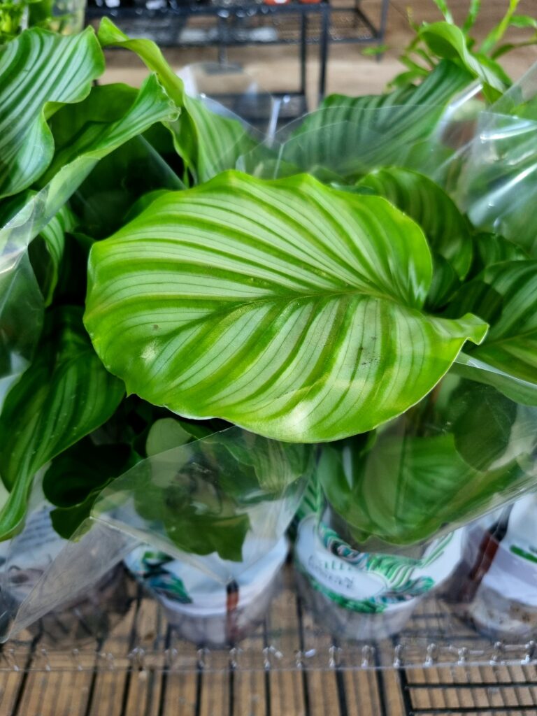 VASO CALATHEA P12 ORBIFOLIA