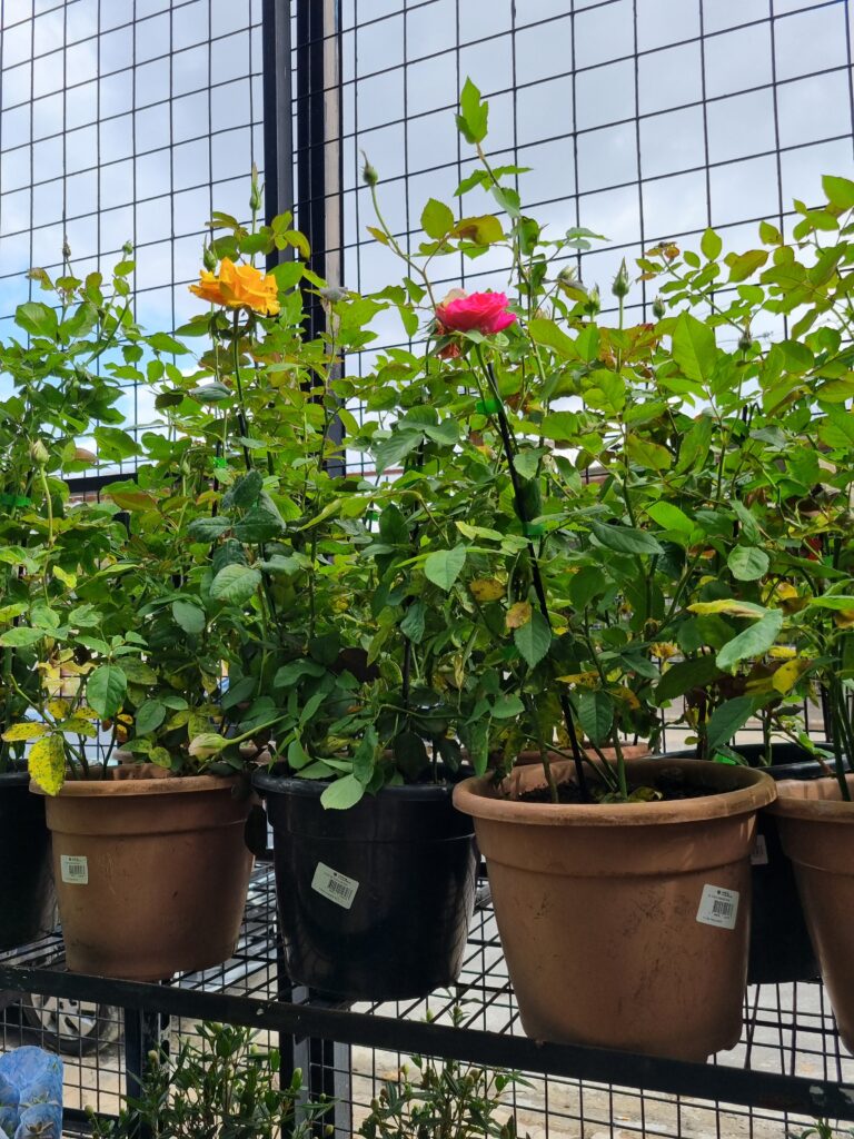 VASO ROSA  P24