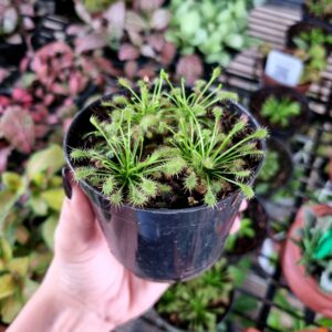 VASO PLANTA CARNIVORA DROSERA P09